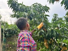 -老袁家蜜桃农场·阳山水蜜桃