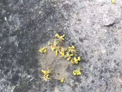 -北京鹫峰国家森林公园