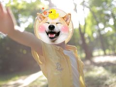 -上海共青森林公园