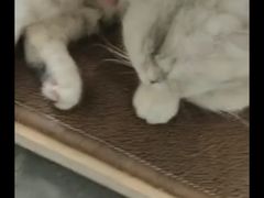 -飞行喵MR PILOT|猫舍·猫咖(静安大融城店)