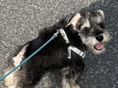 -翊宠yipet猫狗购宠庄园犬舍•猫舍