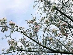 -天适樱花悠乐园
