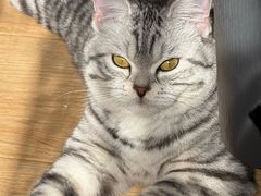 -瑞派福兴宠物医院犬猫全科·骨科·中西医结合(河东店)