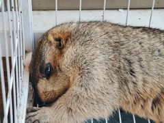 -楼上猫咖(罗湖店)
