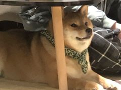 -逗柴咖啡屋·狗咖猫咖宠物桌游