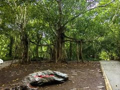 -中国科学院西双版纳热带植物园