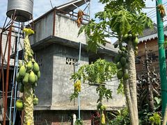 -西双版纳傣族园