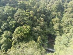 -九龙江国家森林公园