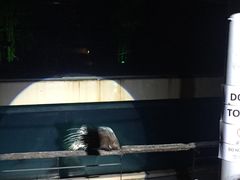 -清迈夜间动物园