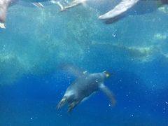 -凯莉-塔尔敦海洋生物水族馆