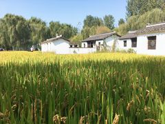 -溱湖国家湿地公园