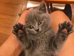 -瑞鹏宠物医院·爱宠堂·骨外专科(西荷分院)