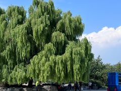 -北京西山国家森林公园