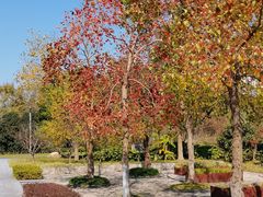 -昆山城市生态森林公园