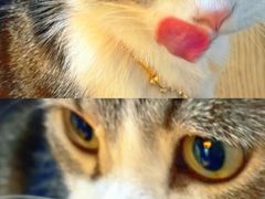 -李小姐の猫咖啡馆(五角场店)