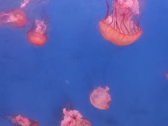 -大连老虎滩海洋公园