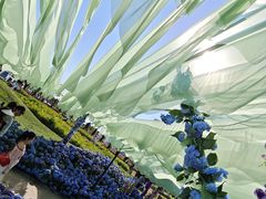 -荷兰花海