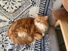 -平行世界·猫咖(首经贸店)