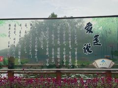 -大湾区中央湿地公园
