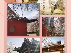 -桃花堤公园