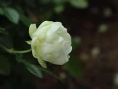 -香蜜公园