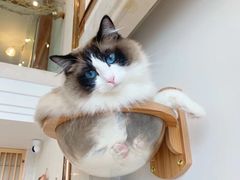 -Catmate·猫肥家润(金润铂宫店)