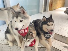 -Husky Go!哈士奇体验馆·宠物咖啡厅狗咖