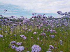 -杭州城北体育公园