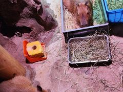 -正佳雨林生态植物园