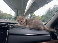 -伟伟宠物医院·瑞派猫友好医院·猫科(光谷店)