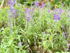 -梅州雁山湖国际花园度假区