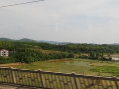 -大塘金香草谷