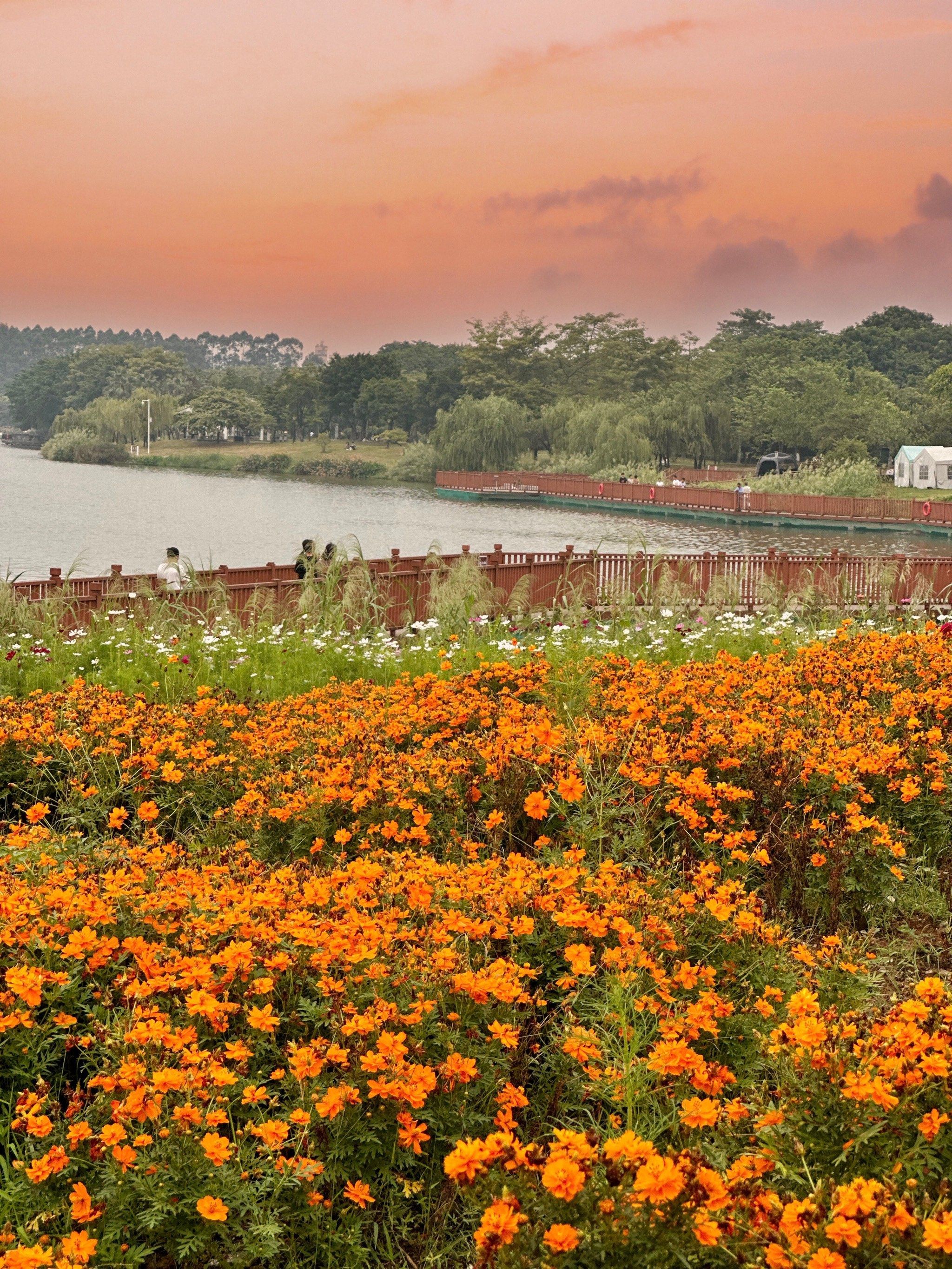 广州!好大片湖边橙色花海啊!0元人少🉑