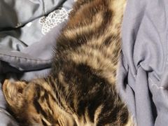 -平行世界·猫咖(首经贸店)