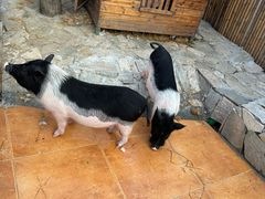 -HERRE·FARM 赫尔露营农场·团建聚会包场