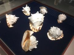 -青岛贝壳博物馆