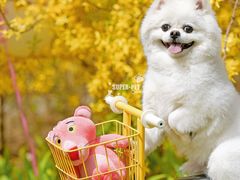-超宠爱宠物摄影-Super pet