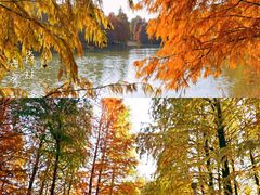 -上海海湾国家森林公园