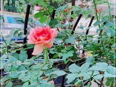 -T-COFFEE(长江花园店)