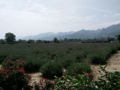 -曲江薰衣草庄园