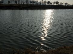 -羊亭河湿地公园