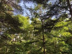 -洛阳白云山景区