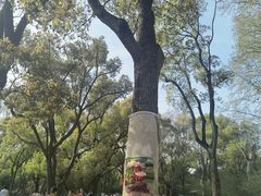 -上海共青森林公园