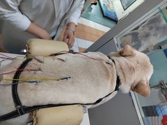 -西安京西宠物医院·瘫痪·疑难杂症