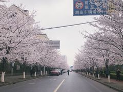 -高东镇樱花园
