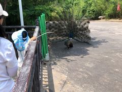 -西霞口神雕山野生动物世界