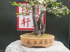 -觀芷隐轩