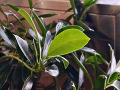 -PIZZA BIANCA(万象城店)