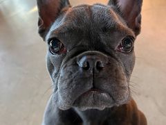 -百好乐宠物友好餐厅(朝外大街店)