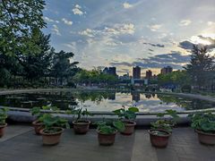 -莲花池公园